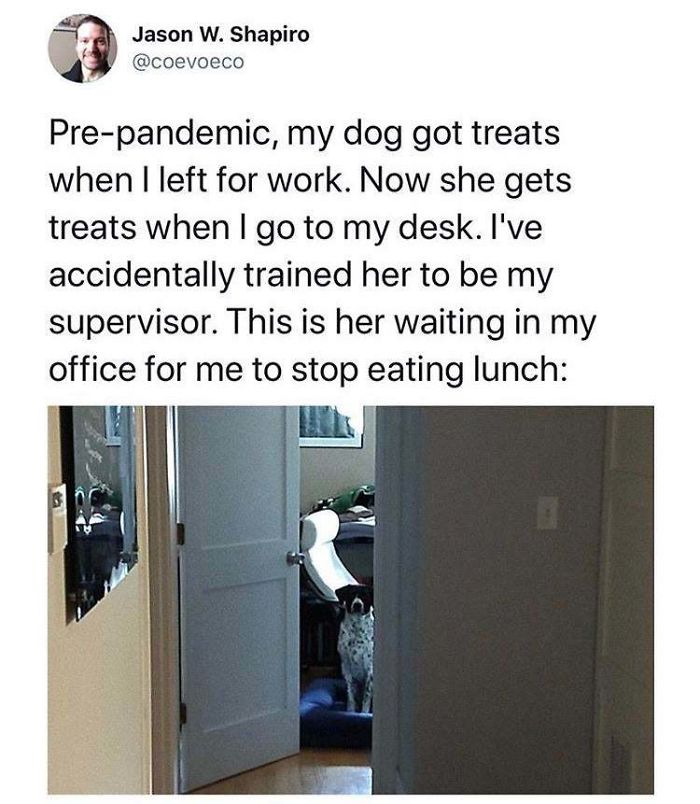 Supervisor Dog Monitors Your Lunch Breaks