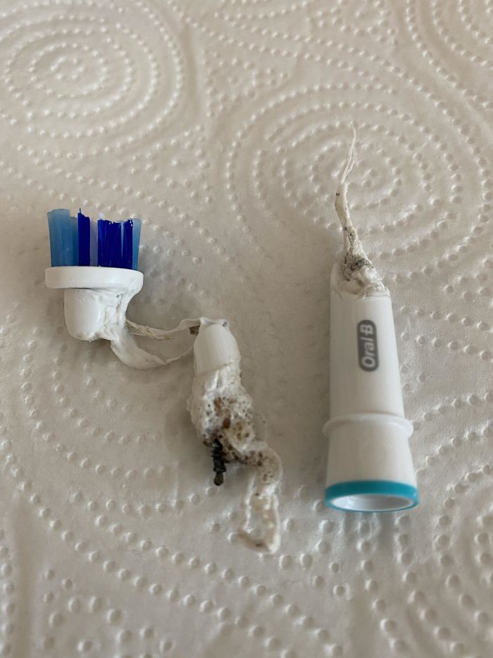 Read A Tip Online That You Could Kill Bacteria By Microwaving Your Toothbrush Head