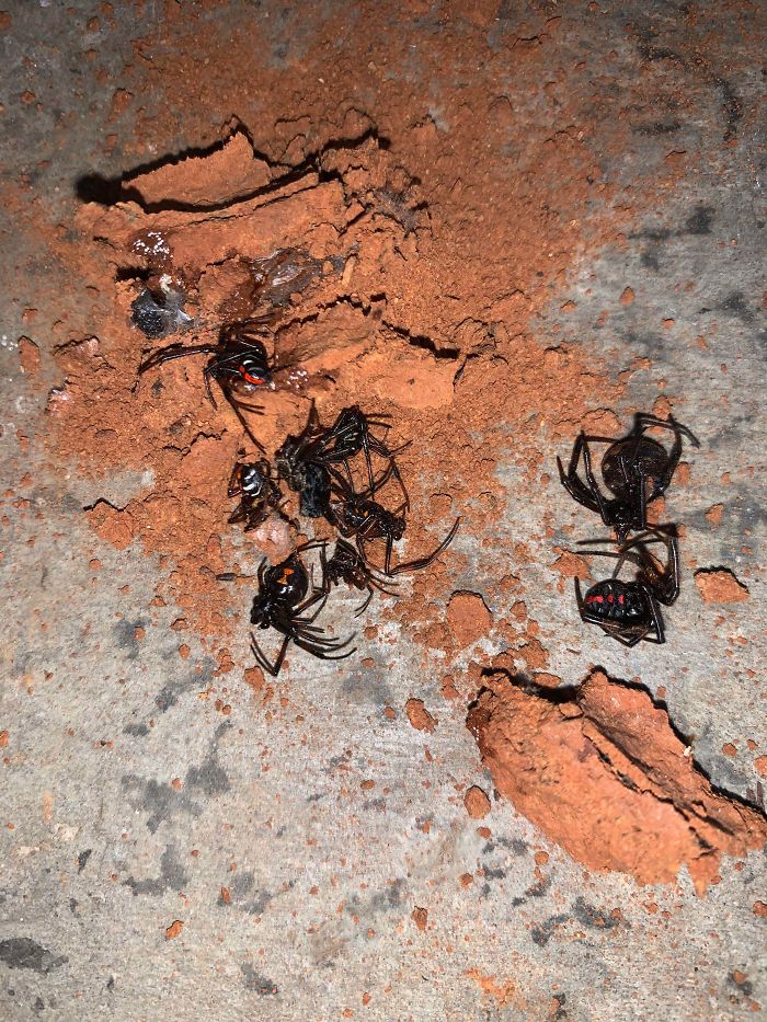 A Ball Of Mud I Stepped Full Of Surprises