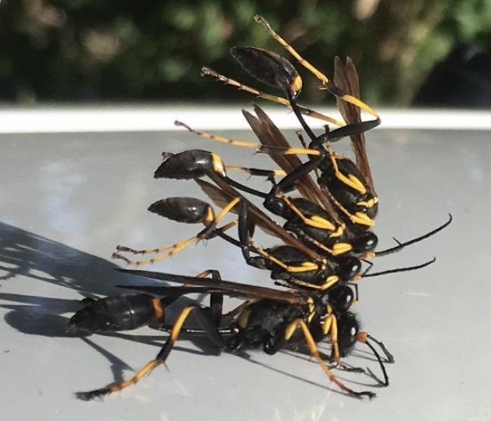 This Wasp Wearing 3 Dead Wasps As A Hat
