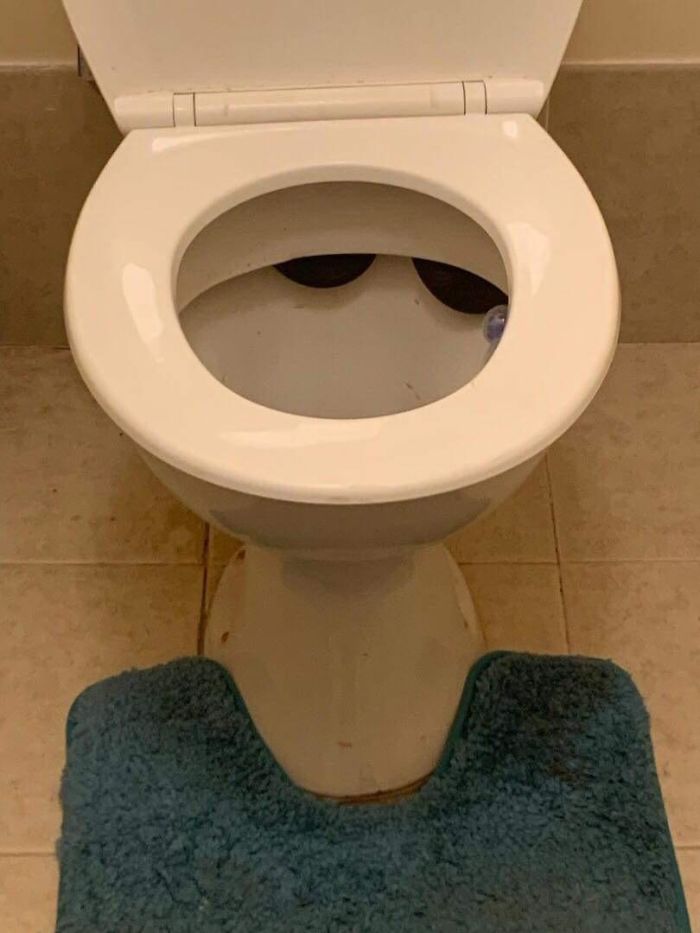 Just Another Day Down Under. My Mum's Partner Found This Brown Snake Under His Toilet Lid