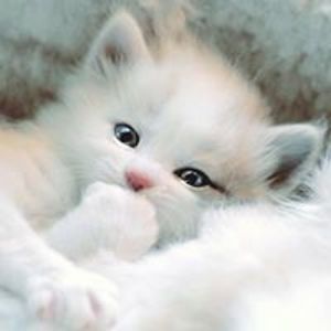 cvrle_the_cat avatar