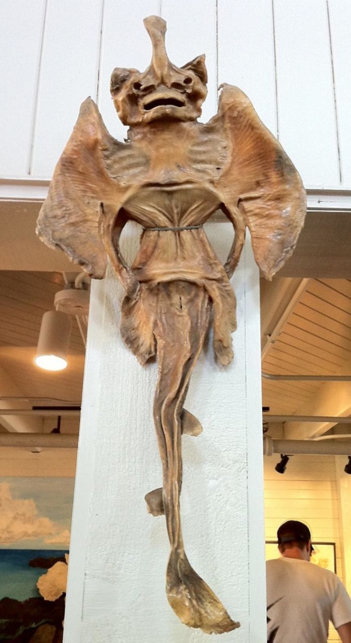 A Dried Stingray