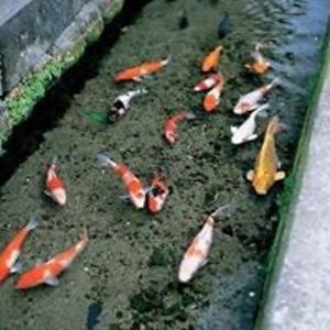 cherrygirl6000 avatar