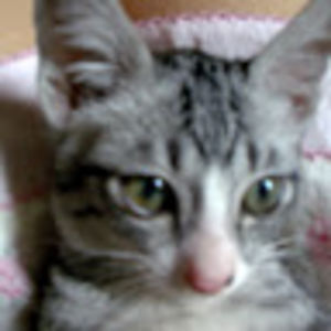 kitusjunkyard avatar