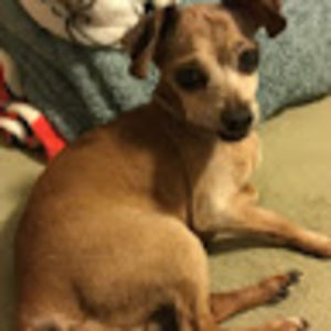 giovannisanchez avatar