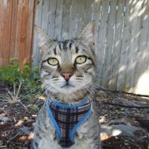 facebookfuzzycat avatar