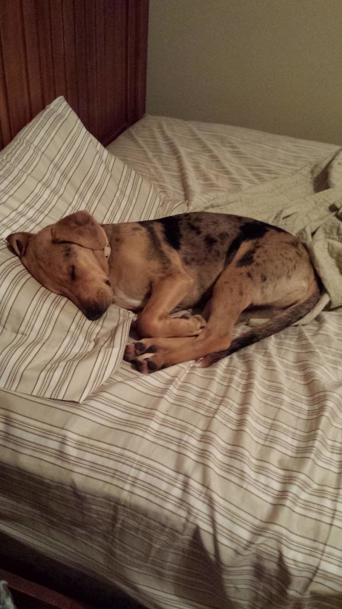 She Jumps Into My Bed And Goes Right For My Pillow Every Night. And It's Adorable