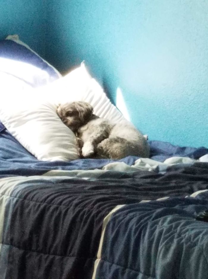 I Left Home For The Military A Few Months Ago And My Dad Took A Pic Of My Dog Sleeping On My Bed