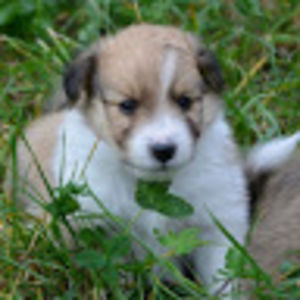 demetriusmccain avatar