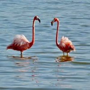 travellingrhea avatar