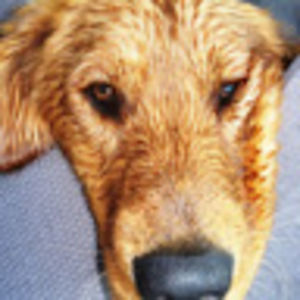 jennifergilessmith avatar