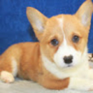 kayleighhodge avatar