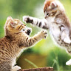 madisonaycock avatar