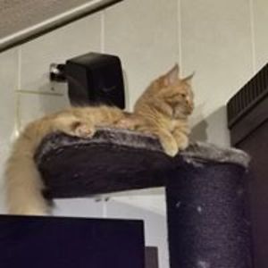 miekelien1991 avatar