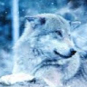 alainamusgrave avatar