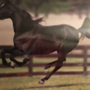 lilyiancutsforth avatar