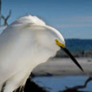 johnaguentner avatar