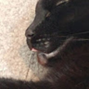 tazzyladynero avatar