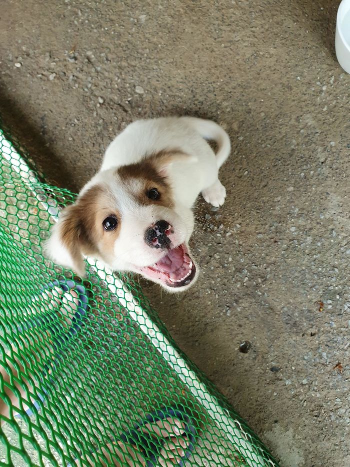 Hi Everyone. My Name Is Joey. I Am Excited Because I Am Being Adopted Today