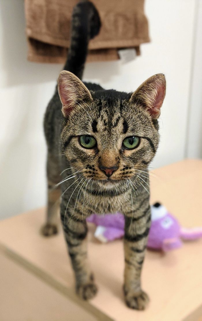 My Birthday Is Tomorrow, Got Myself The Cutest Little Rescue. Meet Marcel