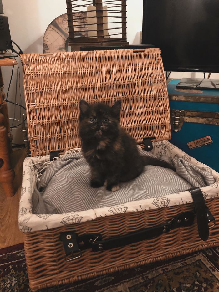 After Growing Up With Cats And Loving Other People’s Cats. I Finally Have My Own Bundle Of Pure Joy - Meet Nova Everyone