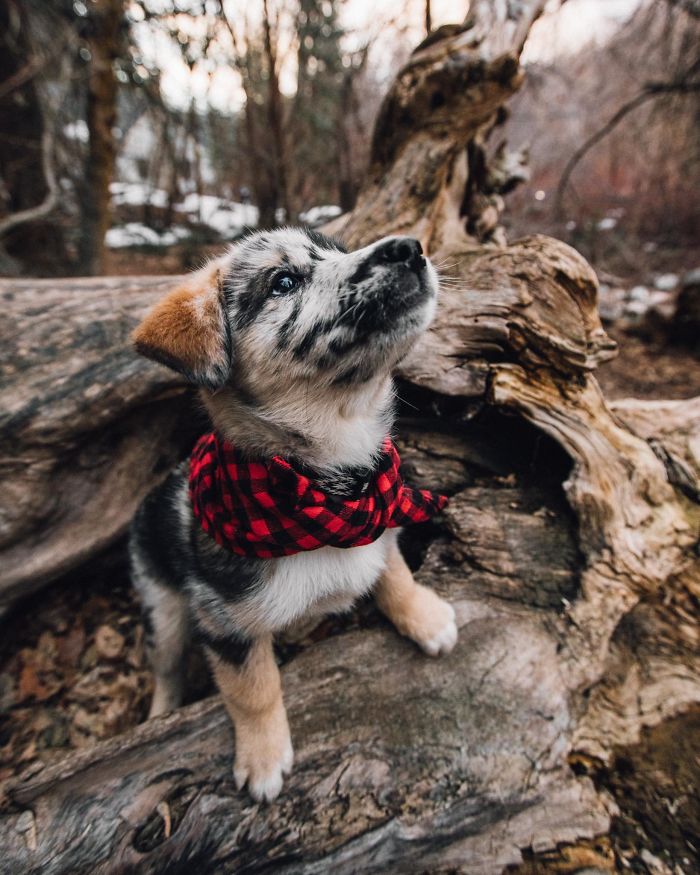 I Adopted A Smol Woodland Critter. He Is Either A Dog Or A Badger, Not Sure