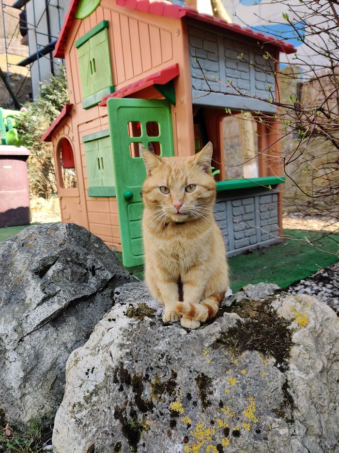 Adopted A Street Cat Due To Us Being Home All The Time Because Of The Corona. But I Think He Adopted Us