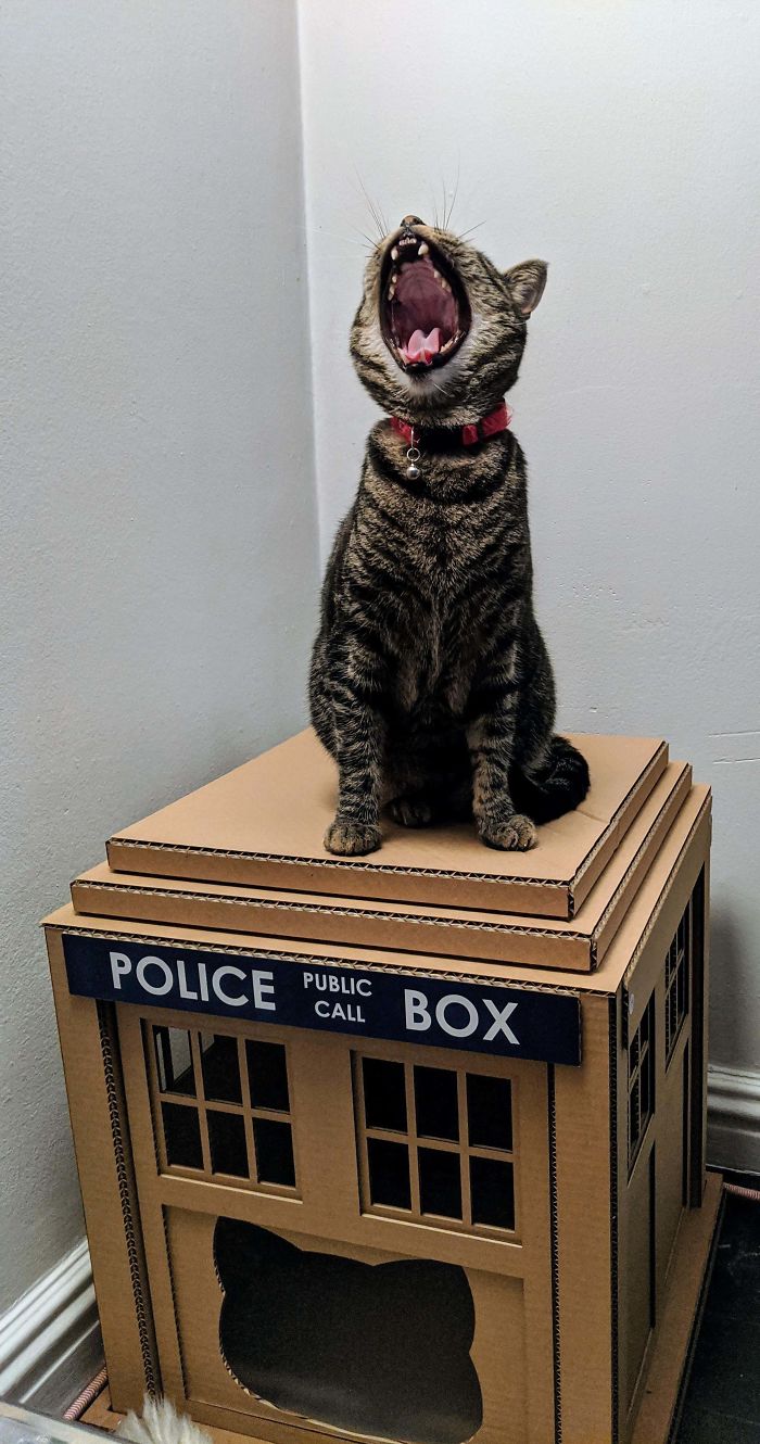 Adopting During Quarantine Was An Excellent Choice