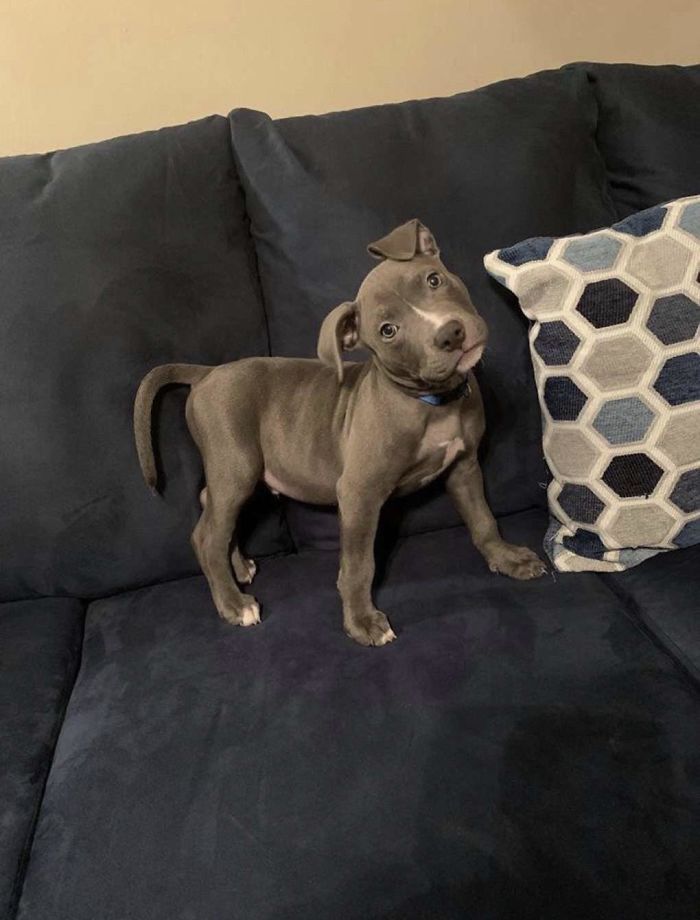 Karma The Pitbull. Got Her From My GF’s Work