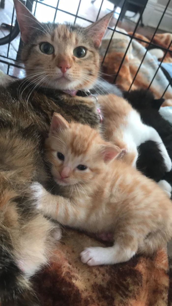 We Rescued A Pregnant Cat. Best Decision Ever. This Is Her With Her Son