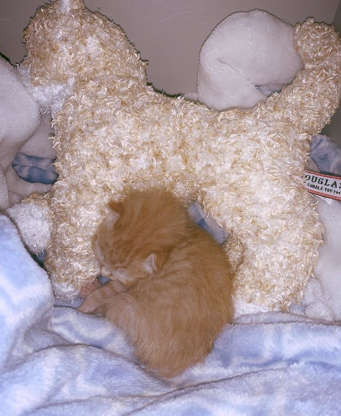 This Little Guy Was Brought To My Work, Found Alone With His Umbilical Cord Still Attached. I’m Taking Care Of Him Now. Here He Is Cuddled Up With His Stuffie