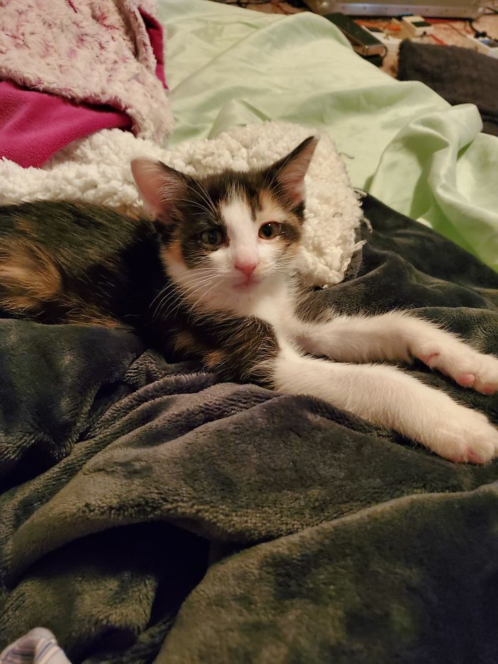 Just Adopted This Little Floof! She's 3 Pounds And All Legs