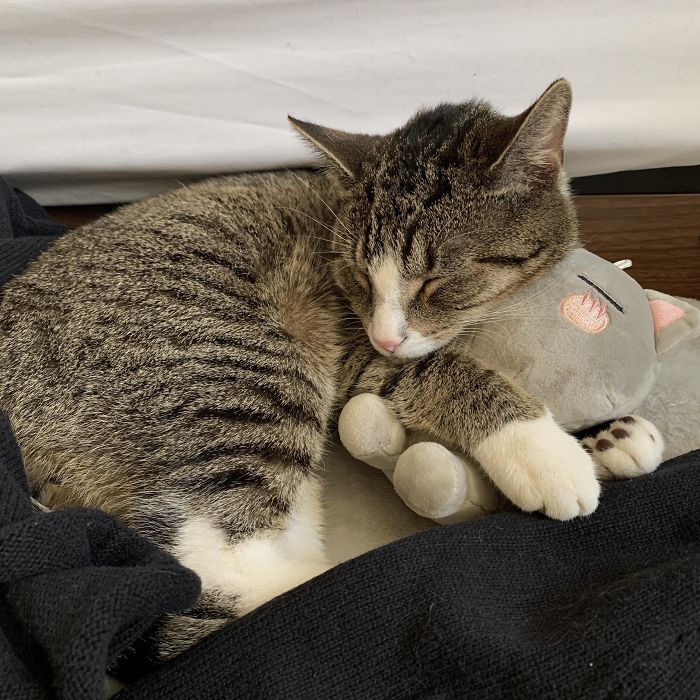 Adopted A Young Cat, Looks Like He Loves His Stuffed Animal