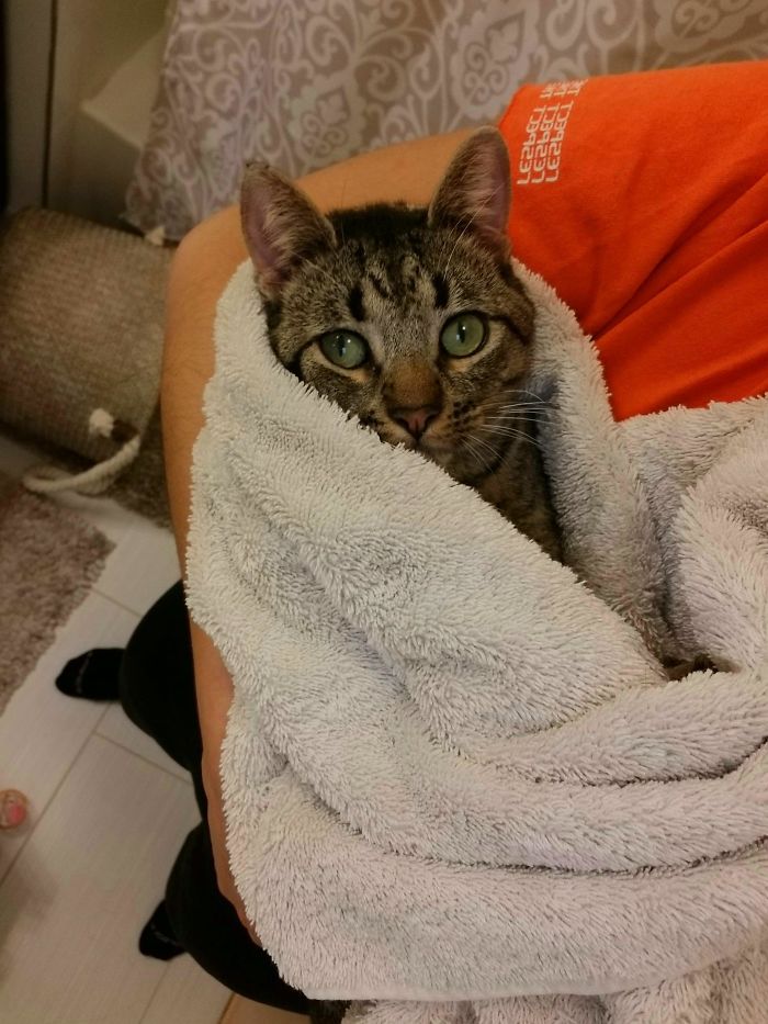 My Husband And I Adopted Our Own Baby Burrito Today, First Day And He's So Into The Snuggles. My Heart Is Full, I Hope His Is Too