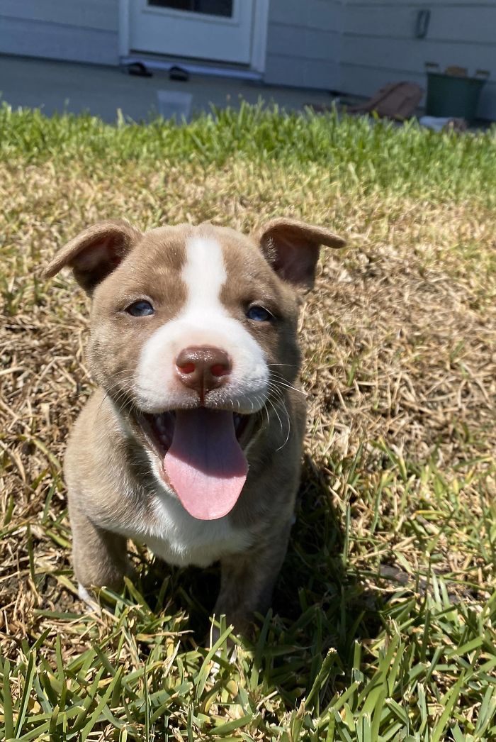 Adopted This Sweet Baby Boy Today. His Name Is Pickles