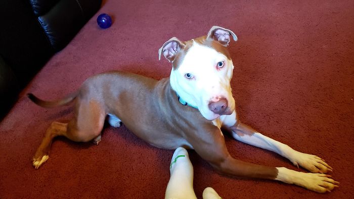 Adopted This Guy From The Humane Society This Week! He's House Broken, Listens To Everything I Say, And Loves Riding In The Car. We Really Lucked Out