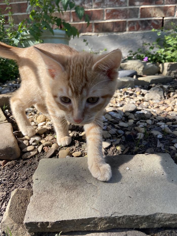 My New Kitten I Adopted. Meet Franz