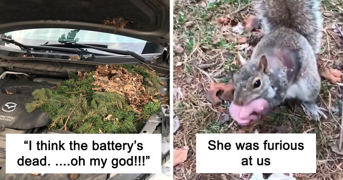 Neighbor Says Their Car Won’t Start, Woman Finds A Squirrel She Tried To Fatten Up Has Had Babies Inside The Car