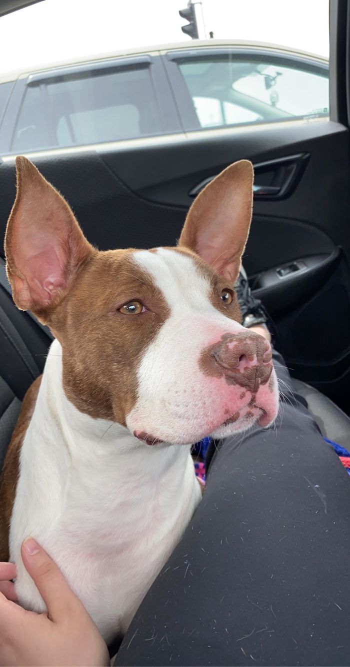 Just Adopted This Sweet Girl Yesterday! Half Pit And Such A Gracious Dog! Just Turned 1 Last Week, 42 Lbs