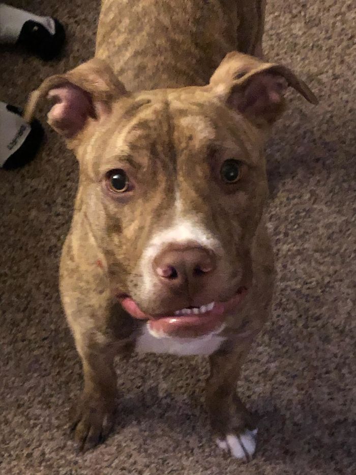 Adopted This Goofball Today