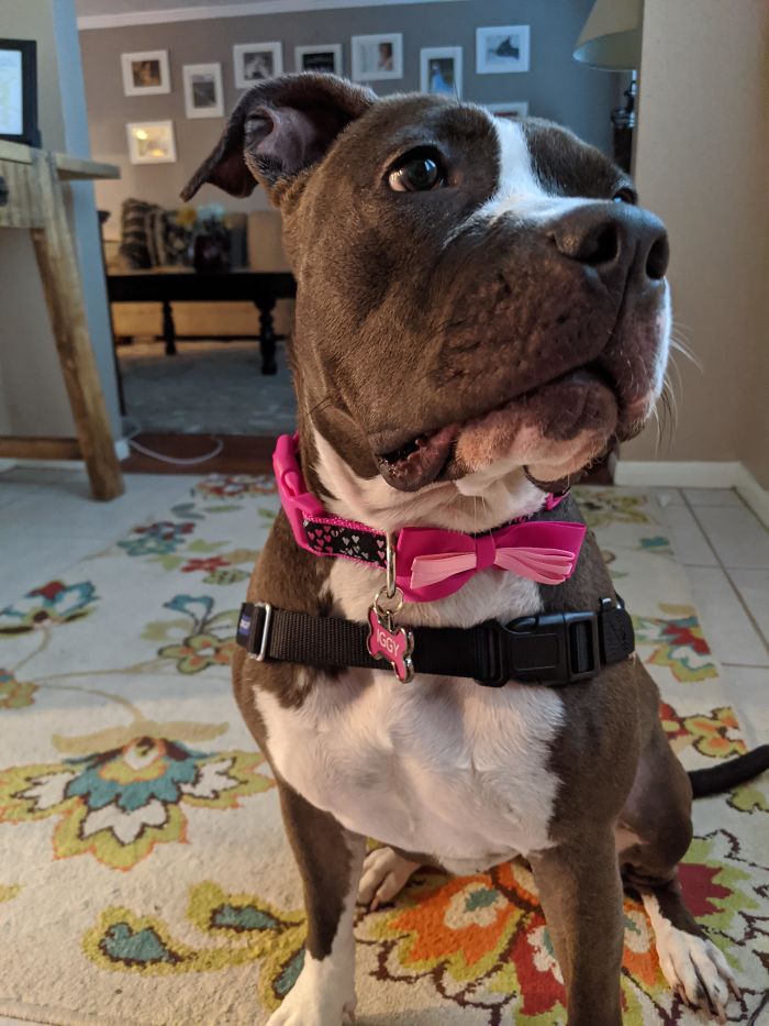 The First Dog I've Had In 20 Years, Adopted 2 Weeks Ago. Meet 3-Year-Old Iggy