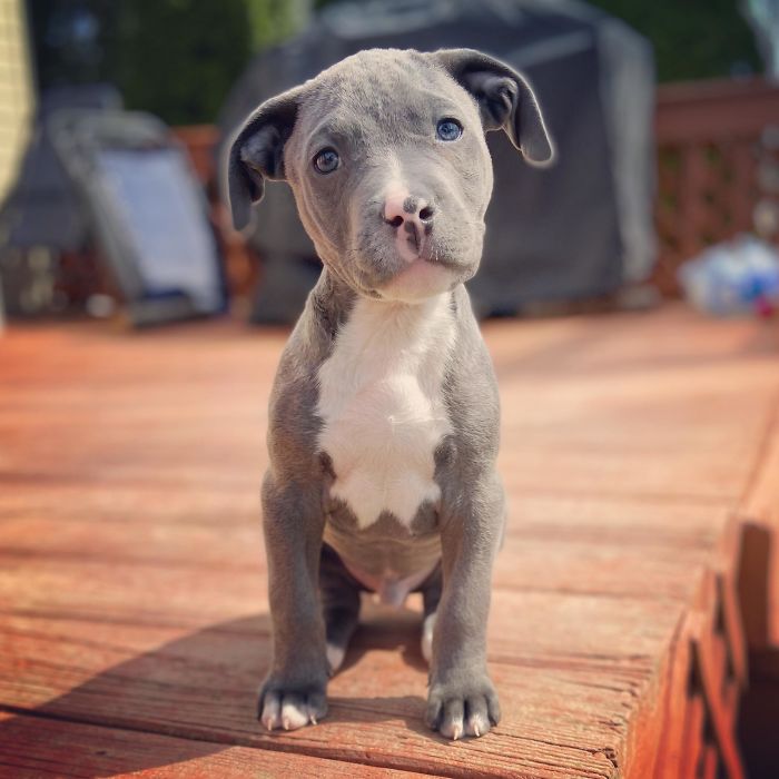 Meet Dwight! 9 Weeks Old Adopted Last Week