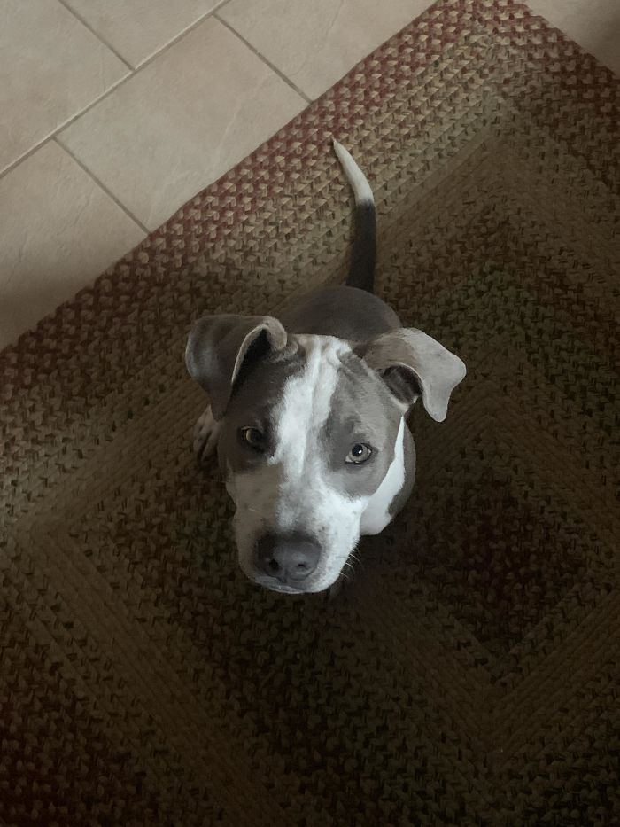 Adopted Yesterday, Already My Best Friend. Meet Ozzy