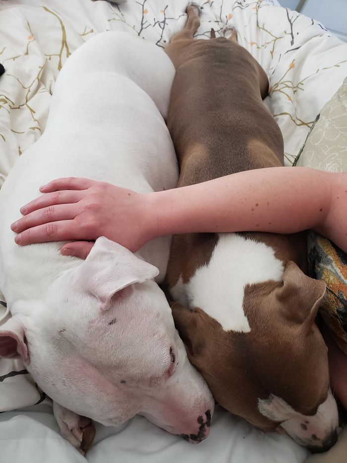 We Adopted Jojo (White) Recently And I'd Say He And Neville Are Starting To Be Good Buddies, Having Some Lazy Sunday Snuggles