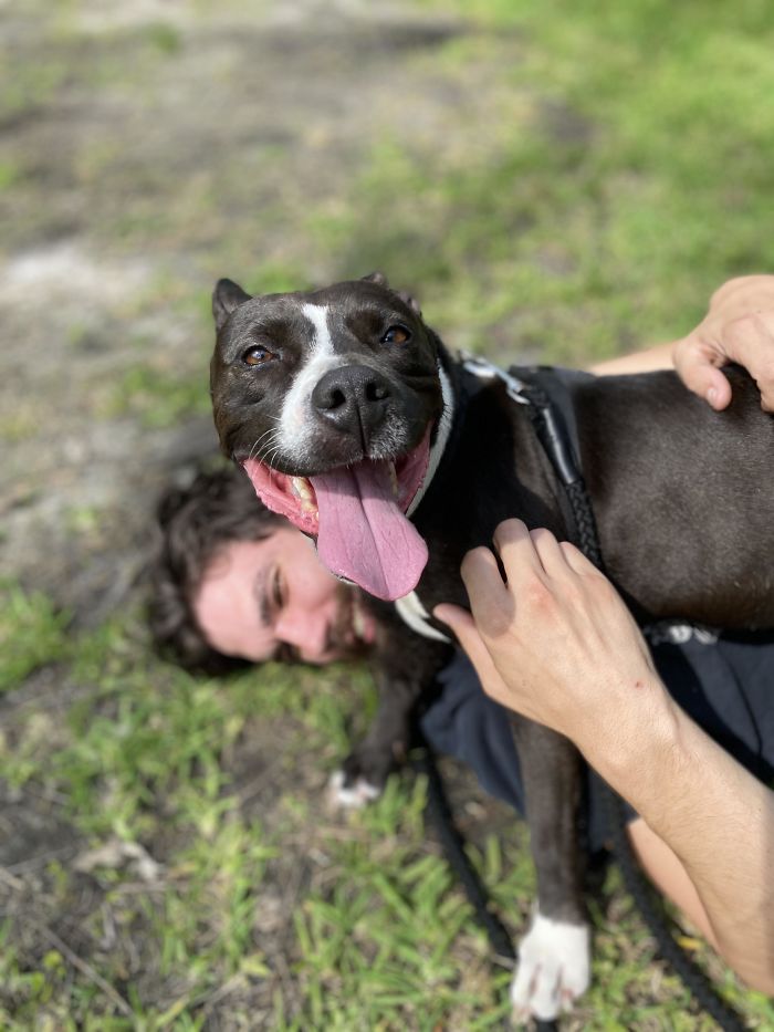 My Husband And I Found This Dog Wandering Around In Our Neighborhood Today. Turns Out She’s Been Seen Around For Weeks, And No Owner Has Come Forward