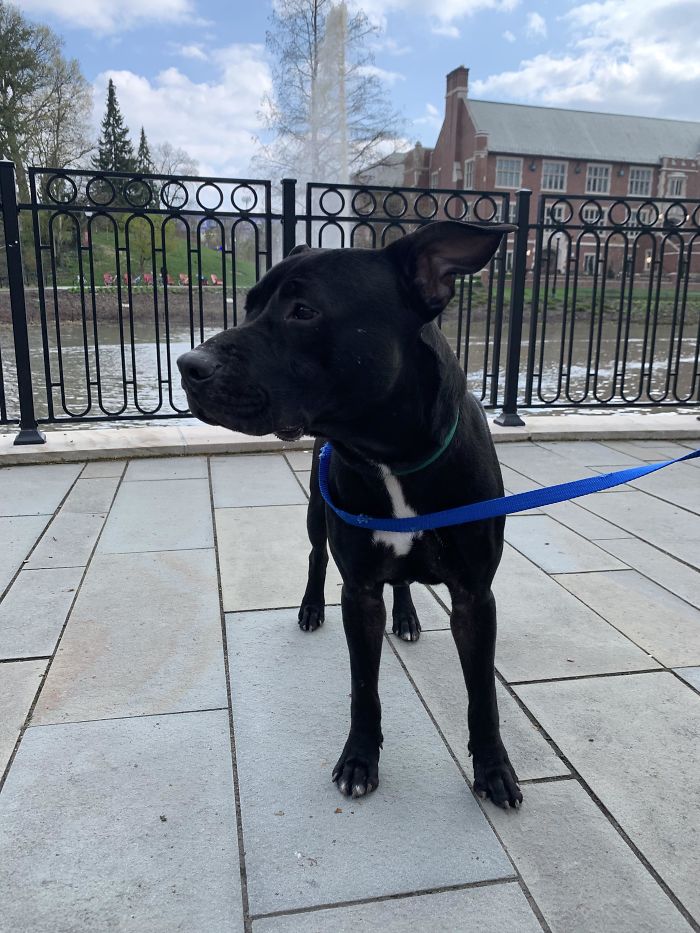 My Handsome Milo. Just Adopted Him Today From The Local Shelter