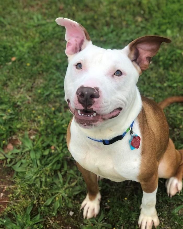 My Little Sister Picked Up This Handsome Guy At The Adoption Center Yesterday. Meet Apollo