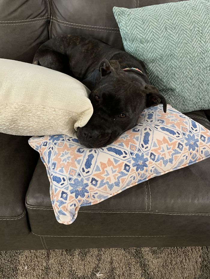 We Just Adopted Heart And She’s The Cuddliest Pup Ever