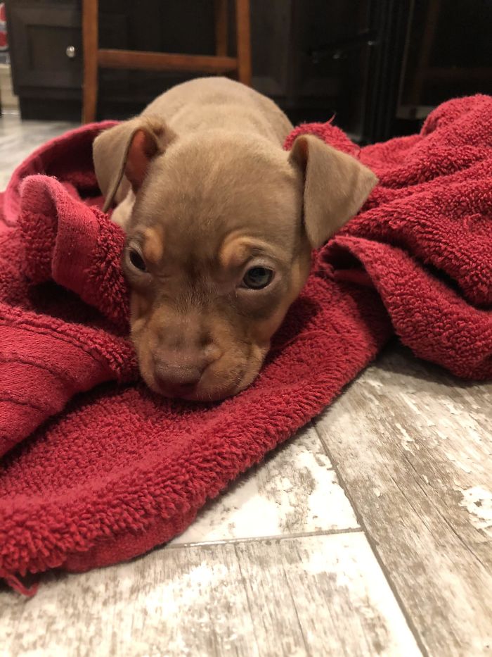 Meet Nova! Adopted This Cutie Today